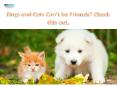 Dogs and Cats Can't be Friends ?| VetSupply | Australia Best online Pet store PowerPoint PPT Presentation