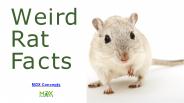 Weird Rat Facts You Did Not Know
