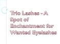 Trio Lashes - A Spot of Enchantment for Wanted Eyelashes