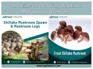 A Guide to Growing Shiitake Mushroom At Home