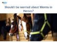 Know everything about worms in Horses| VetSupply | Australia Best online Pet store PowerPoint PPT Presentation