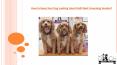 How to Keep Your Dog Looking Good Until Next Grooming Session PowerPoint PPT Presentation