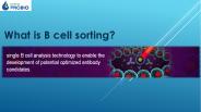 What is B cell sorting?
