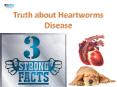 3 Strong Facts that Will Tell you the Truth about Heartworm Disease| VetSupply | Australia Best online Pet store PowerPoint PPT Presentation