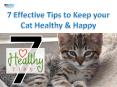 7 Effective Tips to Keep Your Tabby Healthy Happy| VetSupply | Australia Best online Pet store PowerPoint PPT Presentation