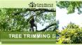 Tree Removal and Tree Trimming Service in Lexington at Town Branch Tree Experts PowerPoint PPT Presentation