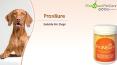 Buy PRON8URE (PROTEXIN) SOLUBLE For Dogs Online - DiscountPetCare