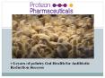 7 Leyars of polutry Gut Health for Antibiotic Reduction Success PowerPoint PPT Presentation