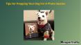Tips For Prepping Your Dog For A Photo Session PowerPoint PPT Presentation