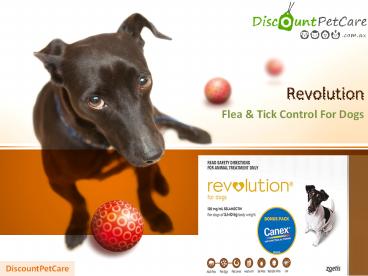 Buy Revolution For Dogs Online - DiscountPetCare
