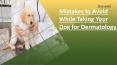 Mistakes to Avoid while Taking your Dog for Dermatology PowerPoint PPT Presentation