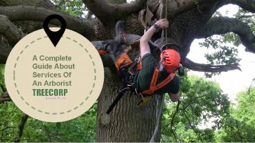 A Complete Guide About Services Of An Arborist 