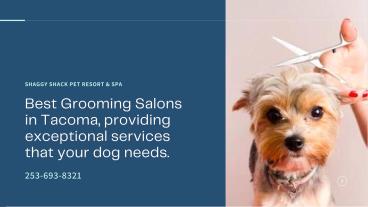 Best Grooming Salons in Tacoma, providing exceptional services that your dog needs