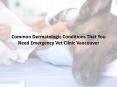 Common Dermatologic Conditions That You Need Emergency Vet Clinic Vancouver PowerPoint PPT Presentation
