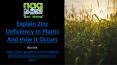 Explain Zinc Deficiency In Plants And How It Occurs PowerPoint PPT Presentation