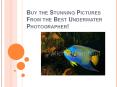 Buy the Stunning Pictures From the Best Underwater Photographer!