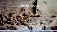 O que é o Própolis?