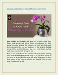 Amazing Facts to Know About Phalaenopsis Orchid PowerPoint PPT Presentation