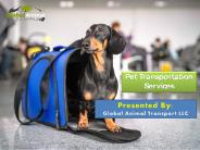 Pet Transportation Services