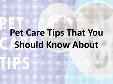 Pet Care Tips That You Should Know About