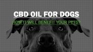 CBD Oil For Dogs