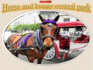 centralparkcarriages (9)