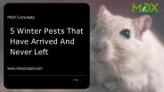 5 Winter Pests That Have Arrived And Never Left