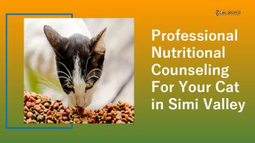 Professional Nutritional Counseling for your Cat in Simi Valley