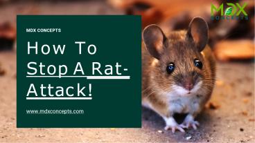 How To Stop A RatAttack!