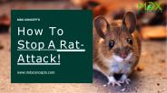 How To Stop A RatAttack!