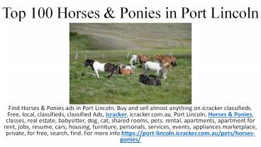 Top 100 Horses & Ponies in Port Lincoln