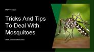 Tricks And Tips To Deal With Mosquitoes