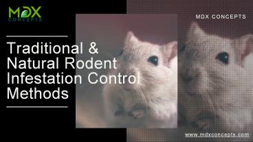 Traditional & Natural Rodent Infestation Control Methods