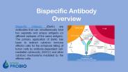 Bispecific Antibody Overview