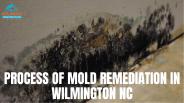 Process of Mold Remediation in Wilmington NC