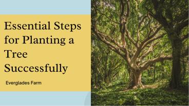 Essential Steps for Planting a Tree Successfully