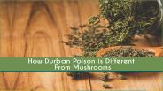 How Durban Poison is Different From Mushrooms