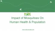 Impact of Mosquitoes On Human Health & Population