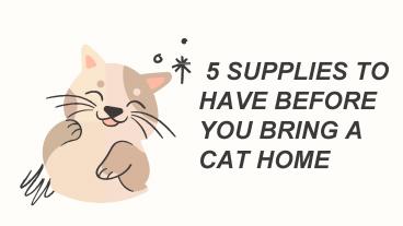 5 SUPPLIES TO HAVE BEFORE YOU BRING A CAT HOME