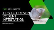 Five Tips to Identify a Rat Infestation
