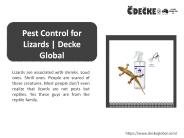 Effective Pest Control for Lizards | Decke Global