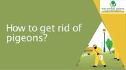 How to get rid of pigeons?