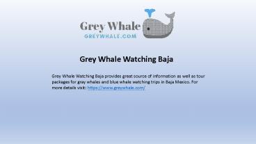 Whale watching in Baja