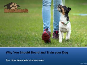 Why You Should Board and Train your Dog (1)