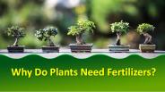 Why Do Plants Need Fertilizers?