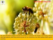 Raw Honey Infused with CBD