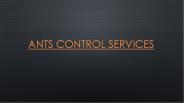 Ants control Services Saskatoon | ASA Pest Control