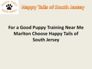 Experience & Professional Puppy Training Service in Marlton