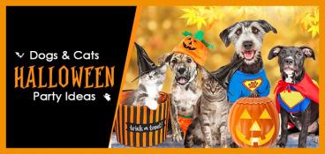 Halloween Party Ideas for Dogs & Cats