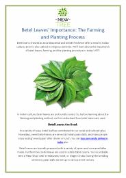 Betel Leaves’ Importance: The Farming and Planting Process